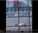 Корова прогуливалась у астраханского аэропорта. Видео