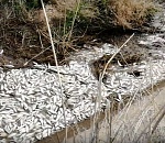 На одном из астраханских ериков погубили много рыбы