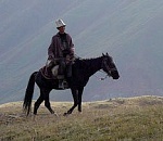 В Астраханской области автомобиль насмерть сбил пастуха, ехавшего на лошади