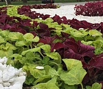 В Астрахани появилась цветочная звезда