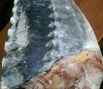 У астраханки изъяли 20 килограммов браконьерского осетра