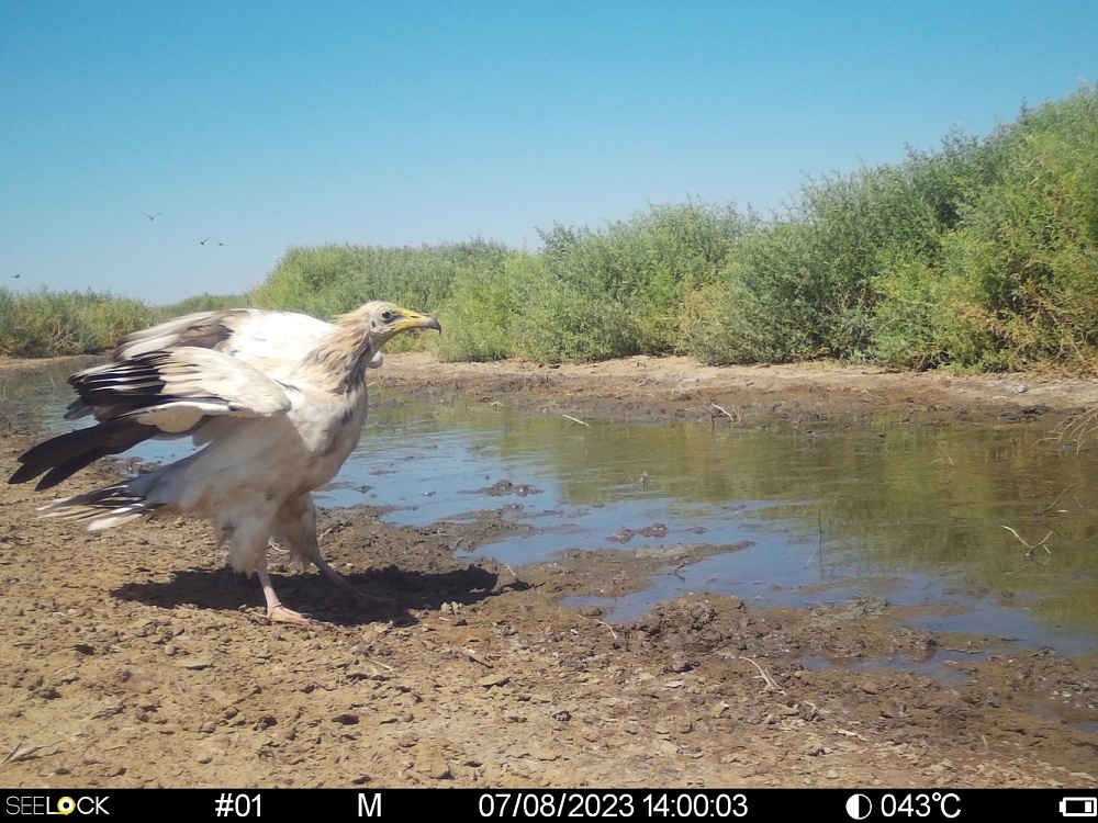 В Астраханской области заметили редкую хищную птицу