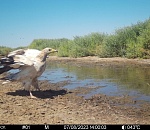 В Астраханской области заметили редкую хищную птицу