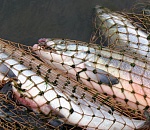 Сознательный москвич снял браконьерскую сеть с астраханской реки 