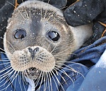 Ученые обнаружили в Астраханской области единственную залёжку каспийского тюленя