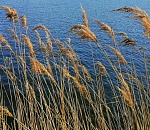 Отдых на берегу реки в Астраханской области обернулся для женщины страшной находкой