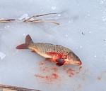 В Астраханской области у браконьеров изъяли 350 килограммов рыбы