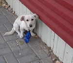 Хэппи энд: астраханский Хатико нашел свой дом