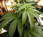 Сельчанину грозит 10 лет тюрьмы за килограммовый пакет марихуаны