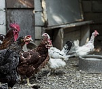 На астраханской птицефабрике изымают кур и яйца