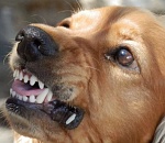 Астраханские парламентарии предлагают усыплять агрессивных собак