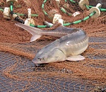 Страны Прикаспия продлят запрет на промысел осетровых до конца 2016 года