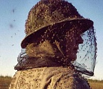 Мошки в Астрахани этим летом будет много