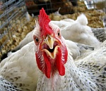 На астраханской птицефабрике эксплуатировали инвалида