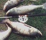 Три пойманных толстолобика стоили астраханцу лодки