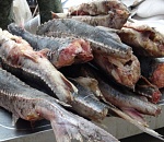 Из Астрахани в Москву ехали более тонны браконьерского осетра