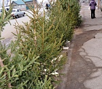 В Астрахани скоро заработают елочные базары