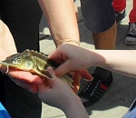 Юные астраханцы выпустят в Волгу 500 осетрят