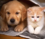 В Астрахани пройдет акция в помощь бездомным животным