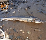 Астраханец обнаружил у старого моста царскую рыбу