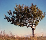 МСЧ предупредило об усилении ветра в Астрахани