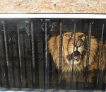 В астраханском зоопарке лев стал агрессивным из-за отсутствия секса