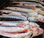 Из Казахстана в Астрахань ехали 30 килограмм осетрины