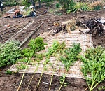 На юге Астраханской области обнаружили наркоплантацию