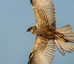 Записки астраханского натуралиста. Хищные птицы. Луни