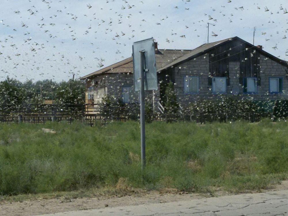 Фото дня: дождь из саранчи