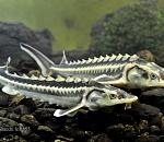 Астраханские погранцы задержали 2 браконьеров с осетрами на сто тысяч