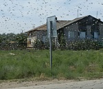 Фото дня: дождь из саранчи