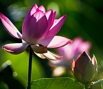 Пермякам в качестве альтернативы Вьетнаму и Египту предлагают тур в Астраханскую область