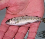 Астраханское предприятие выловило три тонны рыбной молоди