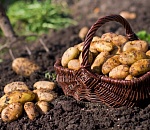 Приволжский район Астраханской области предоставит горожанам бесплатную землю под выращивание картошки