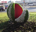 В Астрахани появился еще один объект вертикального озеленения: полутораметровый арбуз 