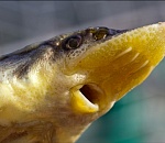 В Астраханской области задержали браконьера со стокилограммовым уловом красной рыбы