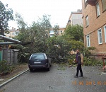 В Астрахани упало большое дерево, перегородив проезд во дворе