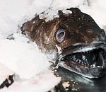 Сеть «Светофор» в Астрахани оштрафовали за просроченную рыбу