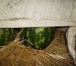 С астраханскими арбузами в Омск чуть не проникли опасные паразиты