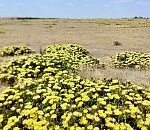 В Астраханской области зацвели редкие экзотические растения