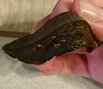 Астраханцы ужаснулись, рассмотрев купленные на ярмарке грибы