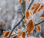 Хватит ностальгии о лете: завтра в Астраханской области вновь будут заморозки