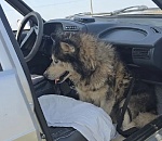 Преданный хозяевами старик-хаски из астраханского приюта обрел новую семью