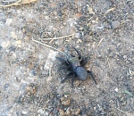 Астраханцу предложили сжечь место со страшным пауком