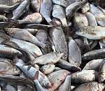 На астраханском предприятии обнаружили 13 тонн рыбы без документов