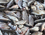 На астраханском предприятии обнаружили 13 тонн рыбы без документов