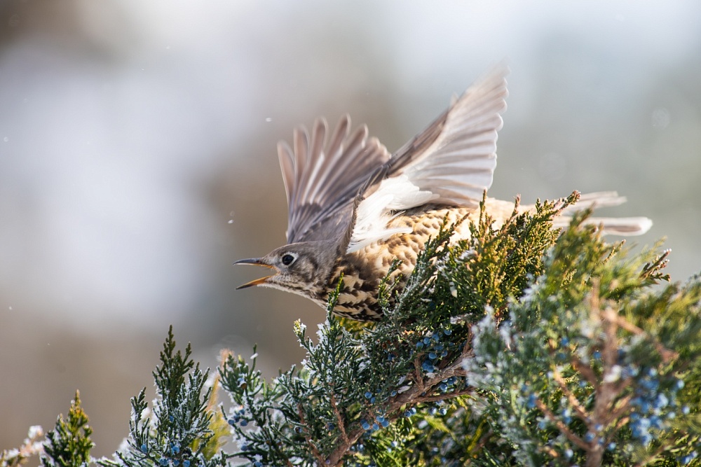 Записки астраханского натуралиста. Вы слыхали, как поют дрозды?