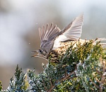 Записки астраханского натуралиста. Вы слыхали, как поют дрозды?