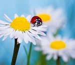 Астраханская погода в июне